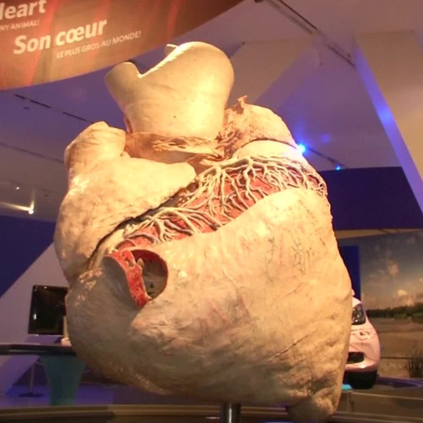 Toronto Museum Stellt Grosstes Herz Der Welt Aus Geo