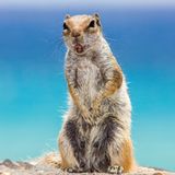 Alarmiertes Atlashörnchenweibchen