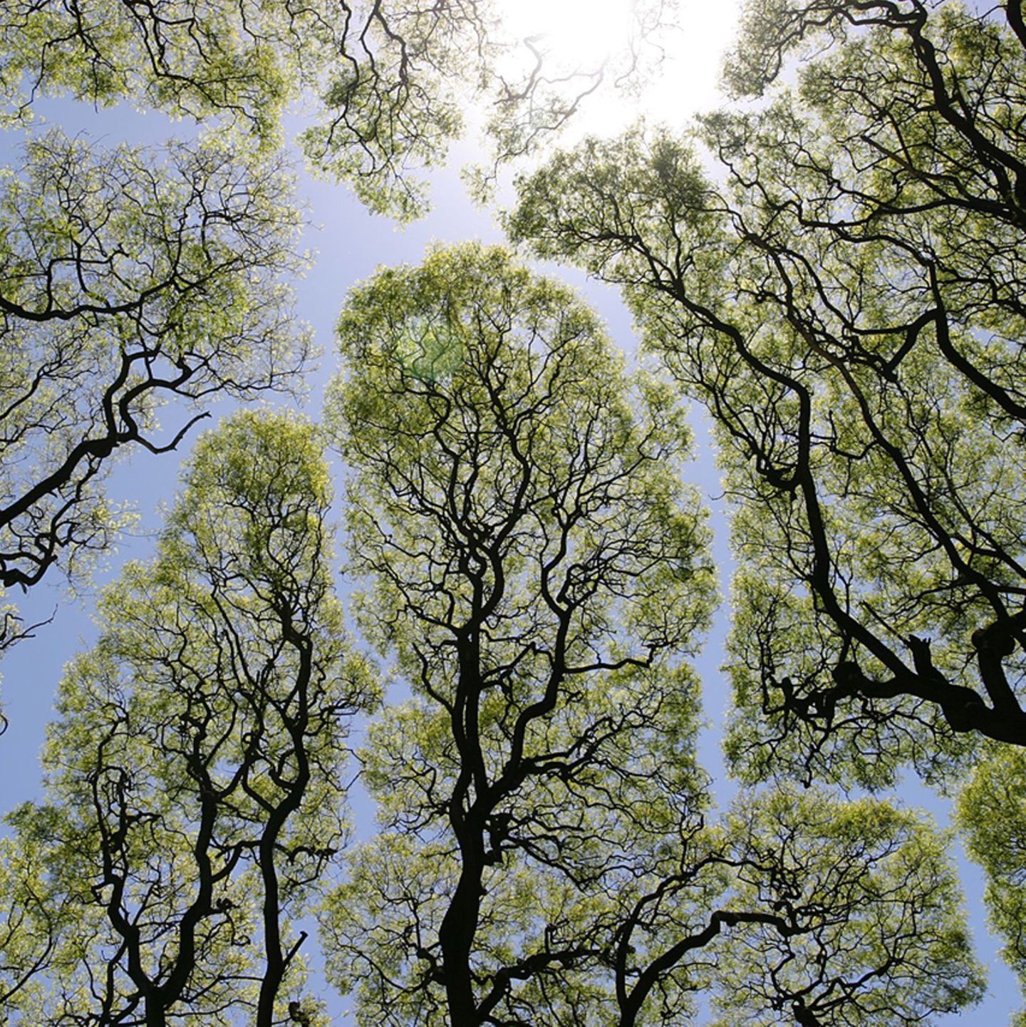 Crown shyness: Warum Bäume Abstand halten - [GEO]