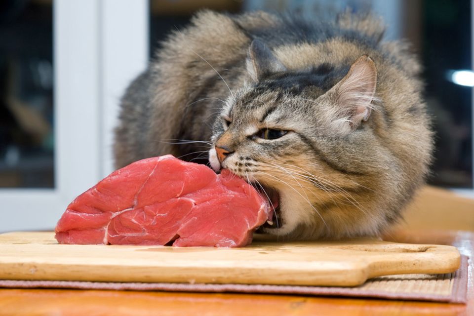 Katze rohes Fleisch