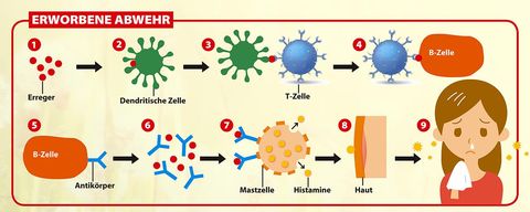 So Funktioniert Das Immunsystem - [GEOLINO]