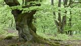 hutewald