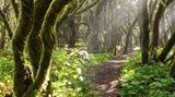 Nebelwald, La Gomera
