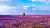 Lavendelfeld, Provence