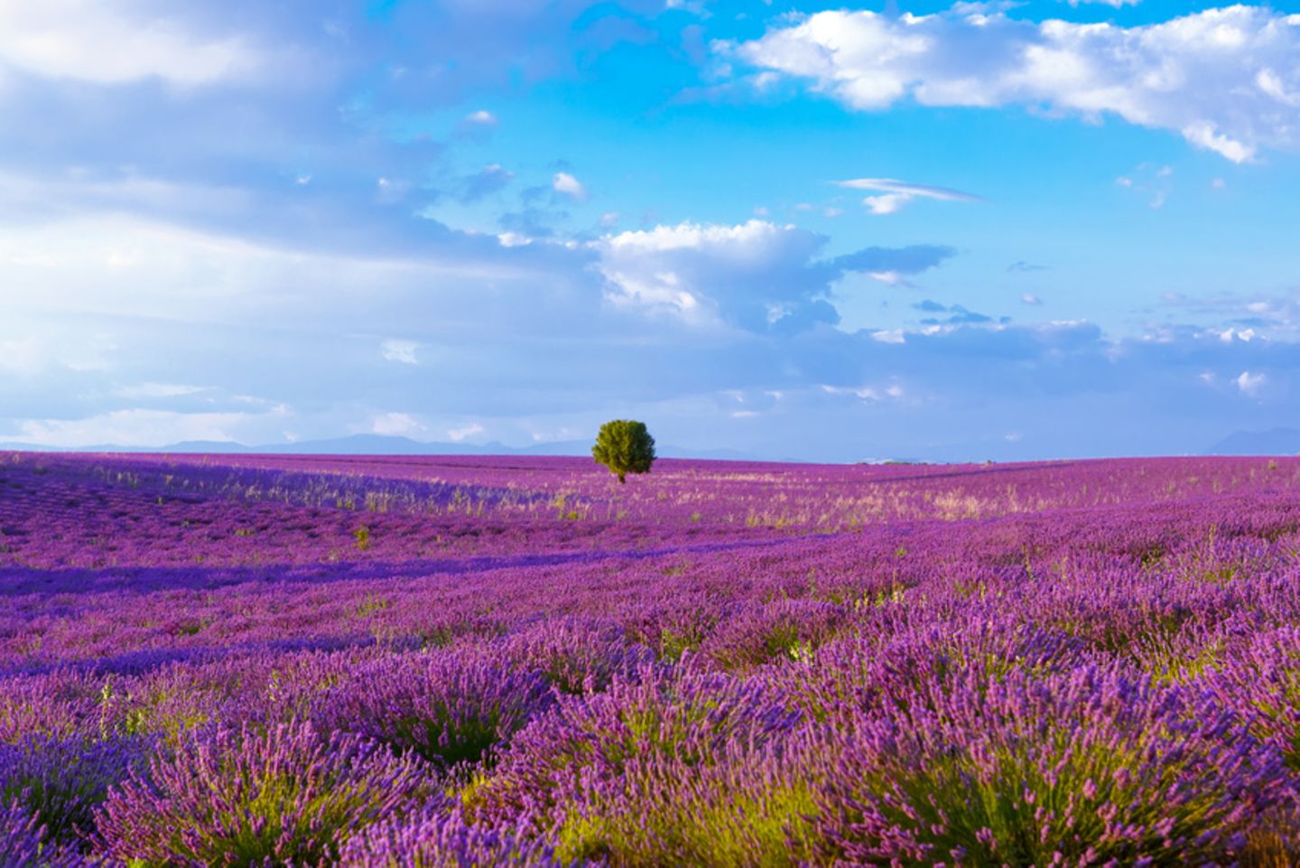 Lavendelfeld, Provence