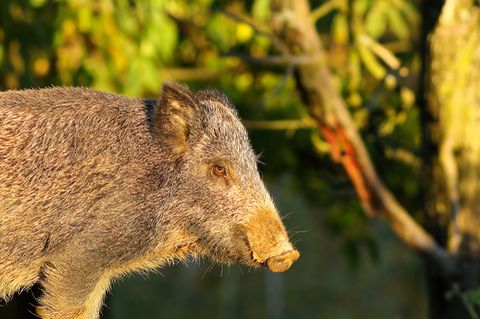 Wildschwein im Tierpark