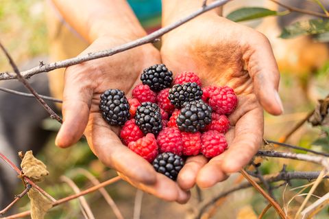 Brombeeren in der Hand