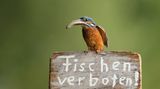 Eisvogel