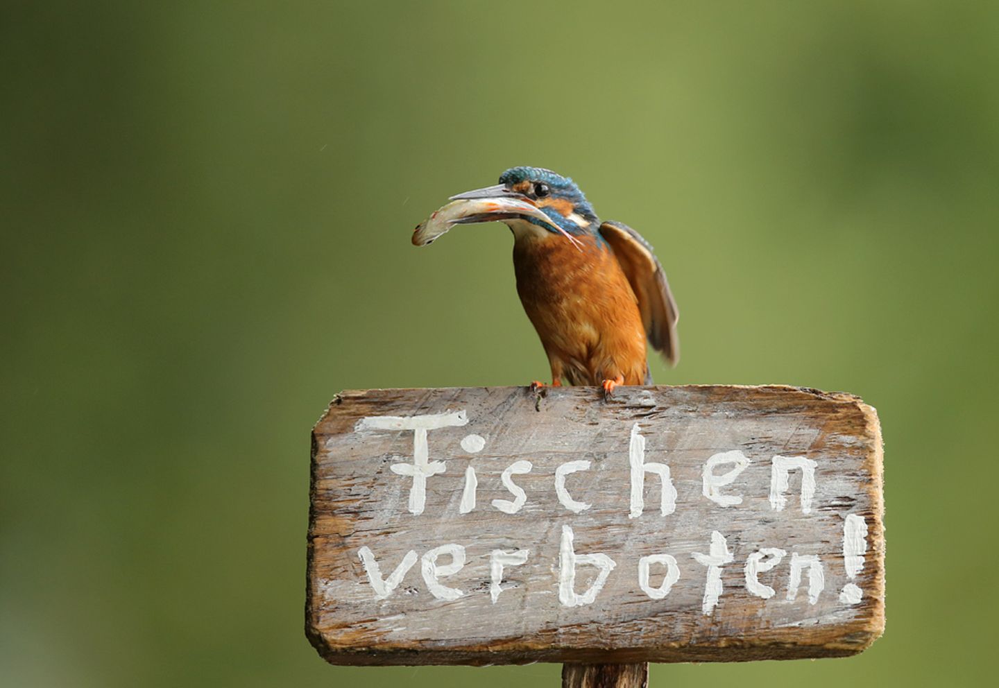Eisvogel