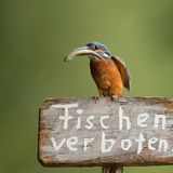 Eisvogel