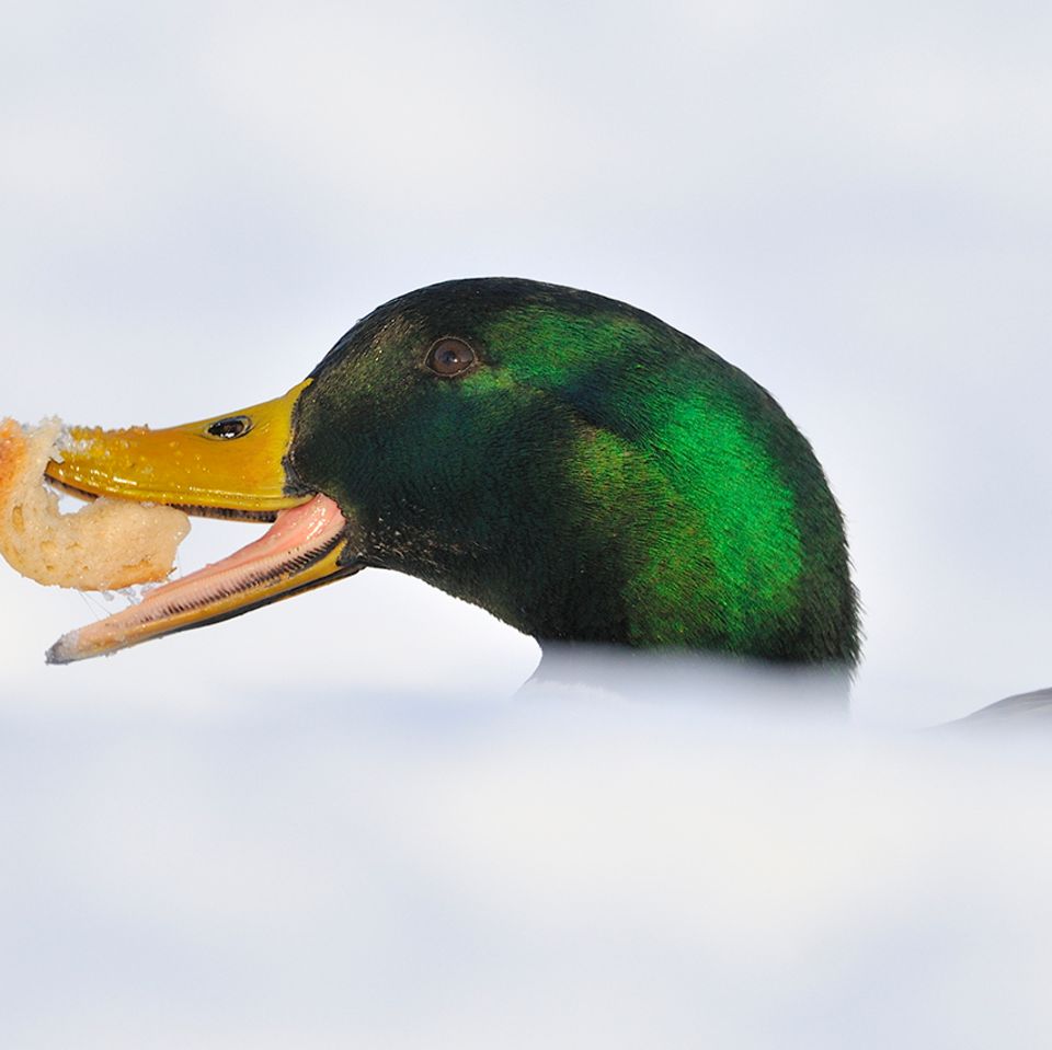 Enten mit Brot füttern