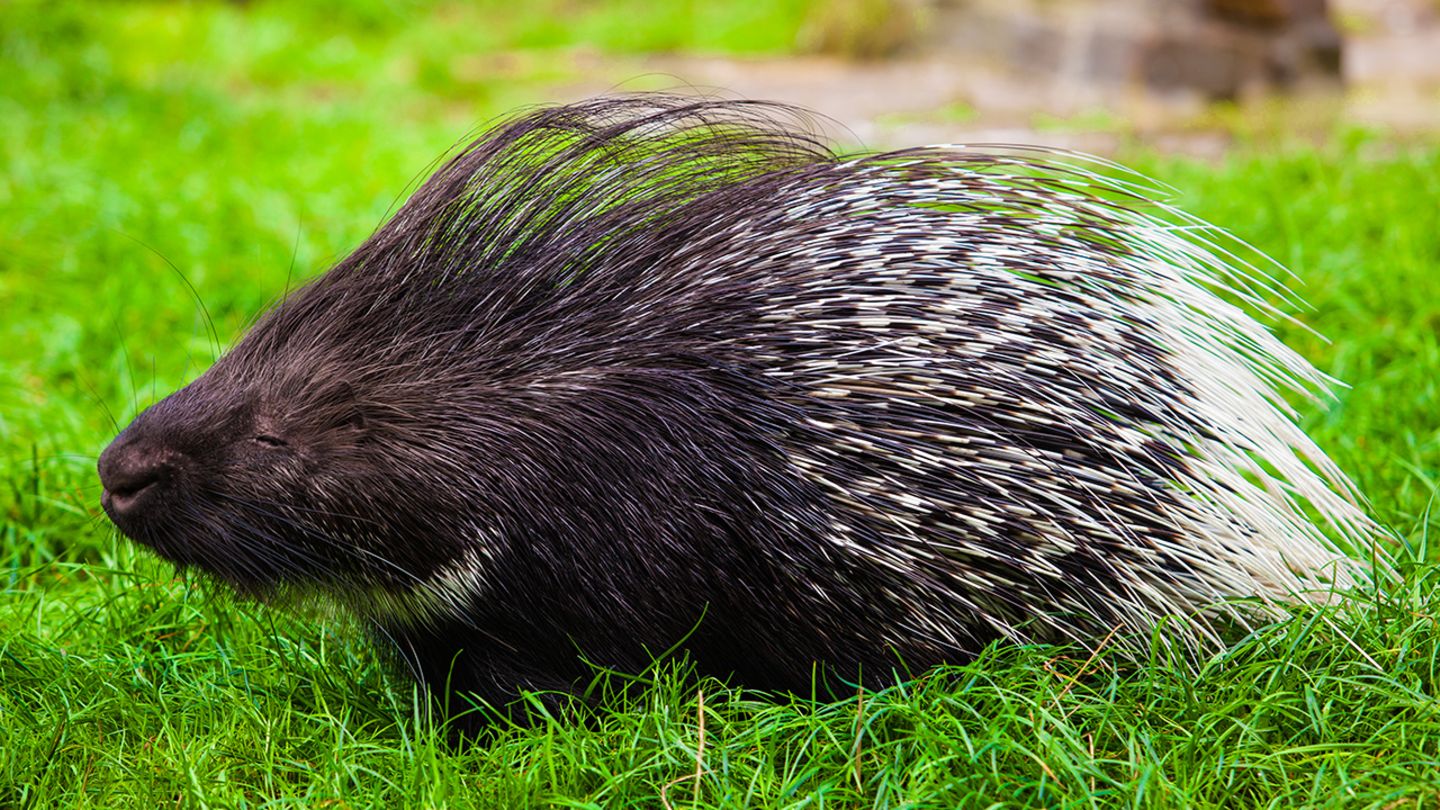  Tierlexikon  Stachelschweine GEOlino  