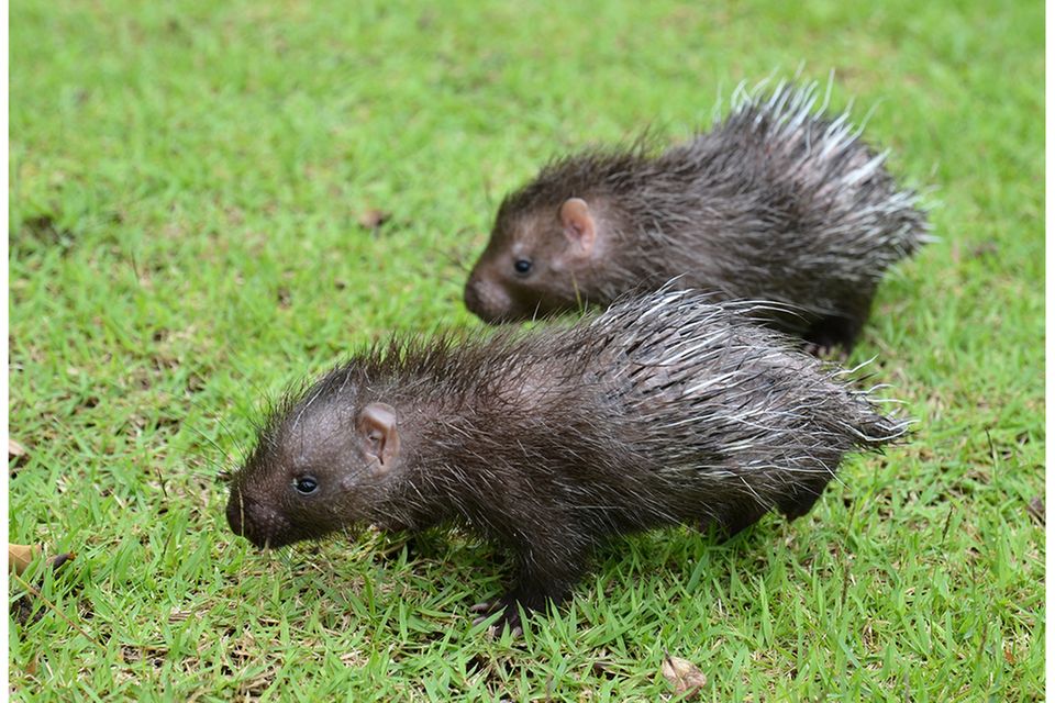 Baby-Stachelschweine
