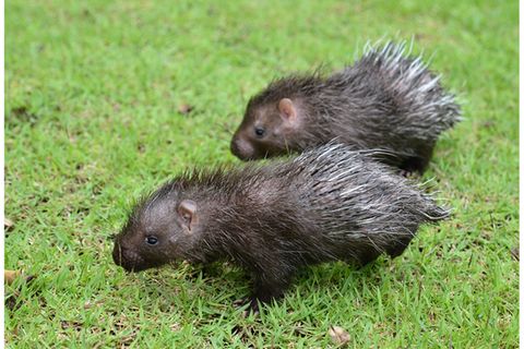 Baby-Stachelschweine