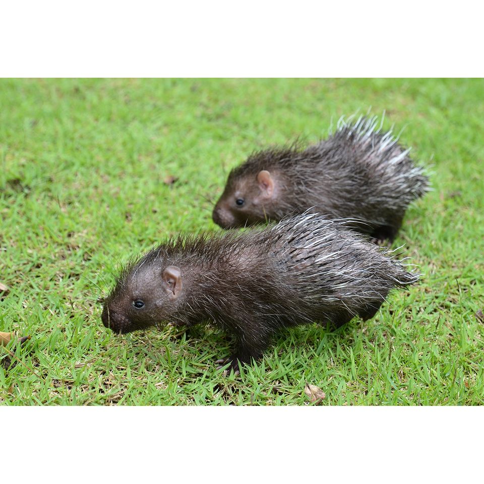 Baby-Stachelschweine