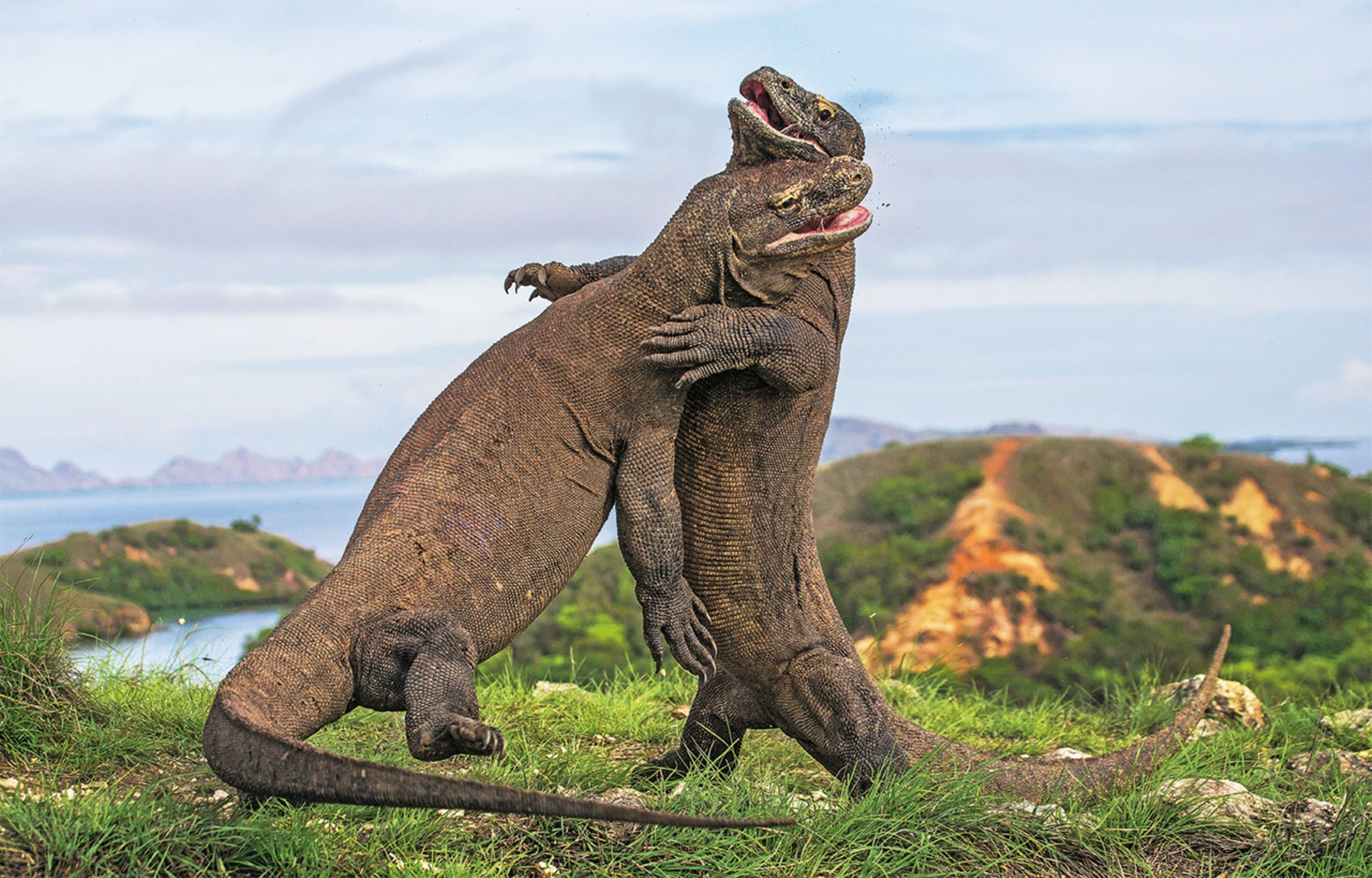 Komodowaran: Infos zur Echse im Tierlexikon - [GEOLINO]