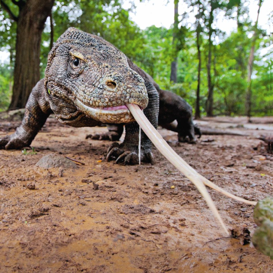 Komodowaran streckt die Zunge heraus