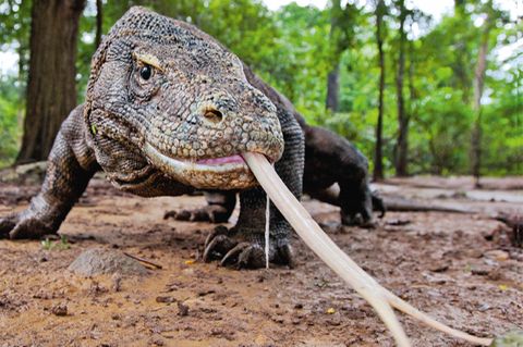 Komodowaran streckt die Zunge heraus