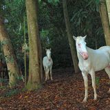 Wildpferde, Marquesas Inseln