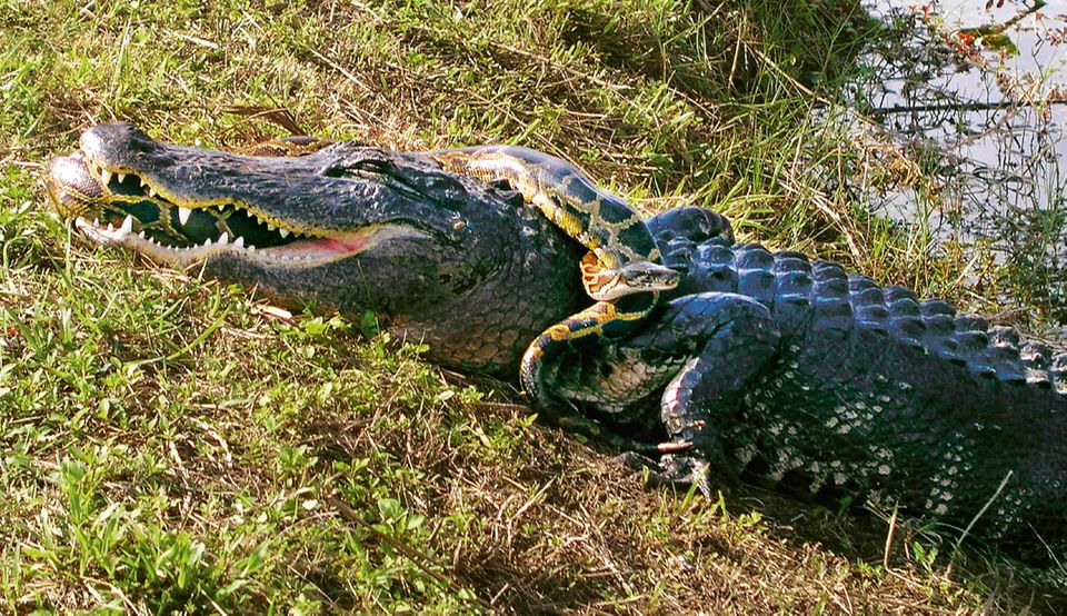 Tigerpython würgt einen Alligator Tigerpython würgt einen Alligator