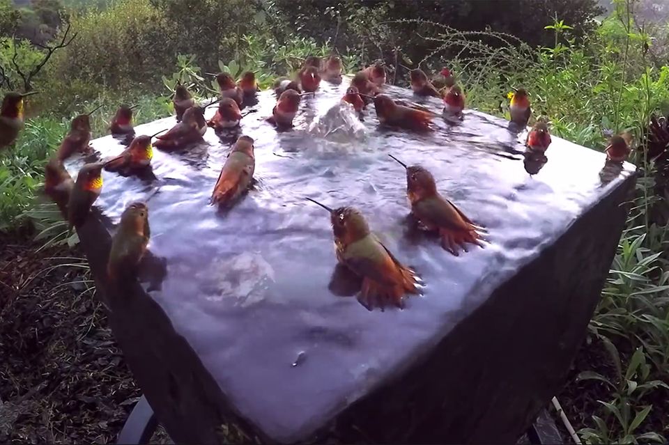 Kolibris in Wasserfontäne