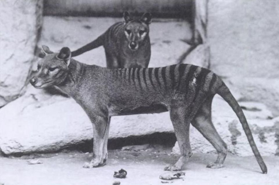 Tasmanischer Tiger