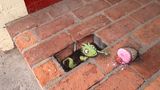 Davin Zinn Chalk Art