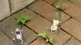 Kreidekunst von David Zinn