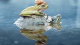 Schildkröte, Kröte und Schnecke