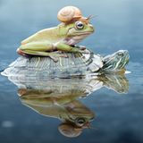 Schildkröte, Kröte und Schnecke