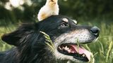 Hund mit Küken