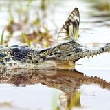 Alligator und Schmetterling