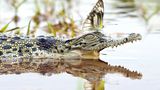 Alligator und Schmetterling