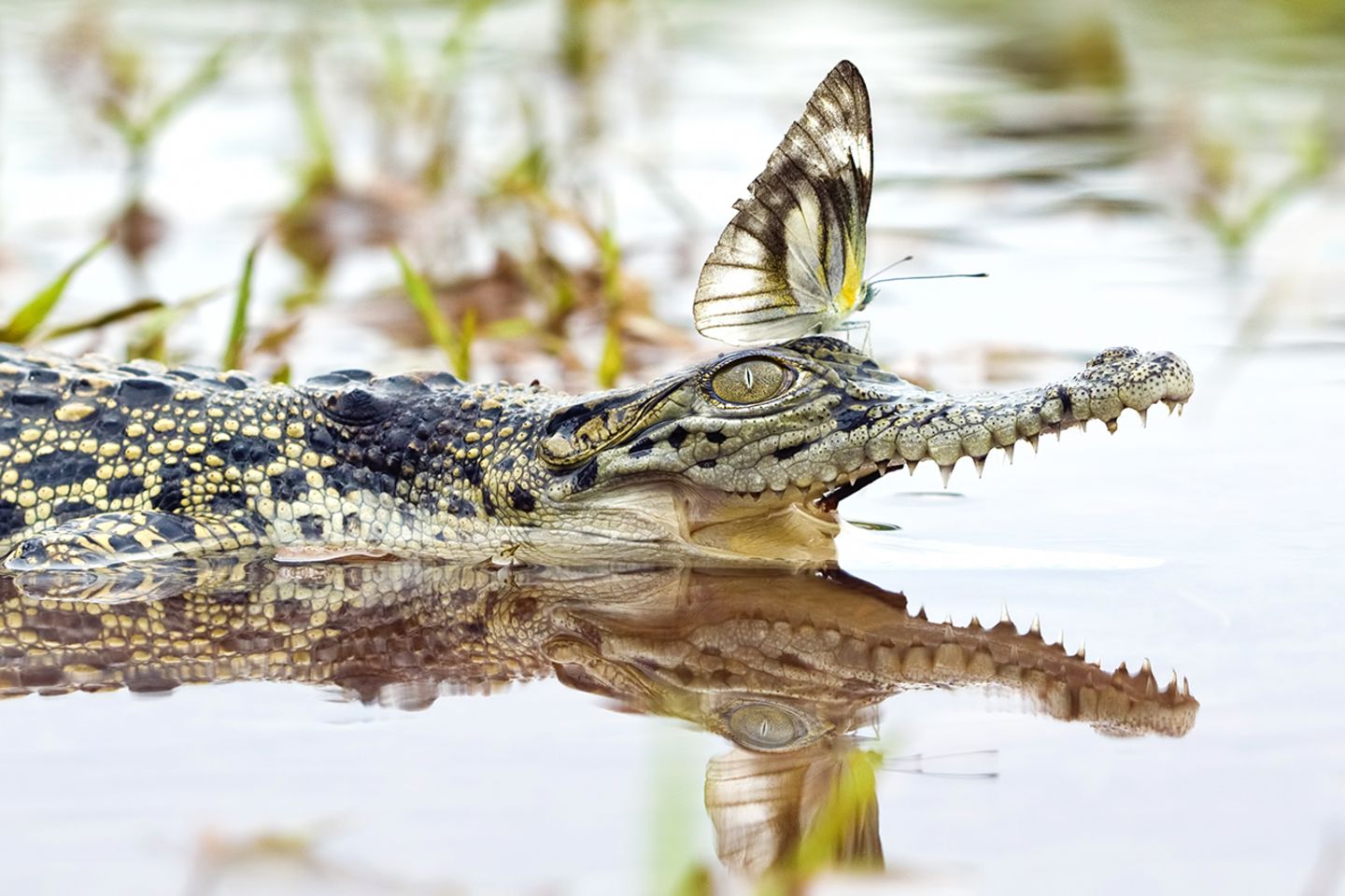 Alligator und Schmetterling