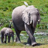 Elefanten und Vögel