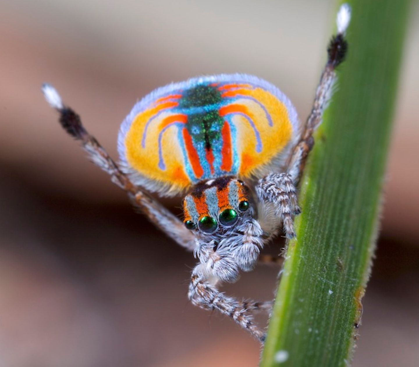 Pfauenspinne