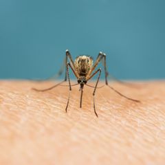Hausmittel gegen Mücken sollen die Haut schützen