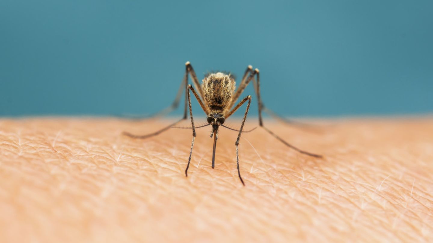 Hausmittel gegen Mücken: Was gut gegen Mücken hilft - [GEO]