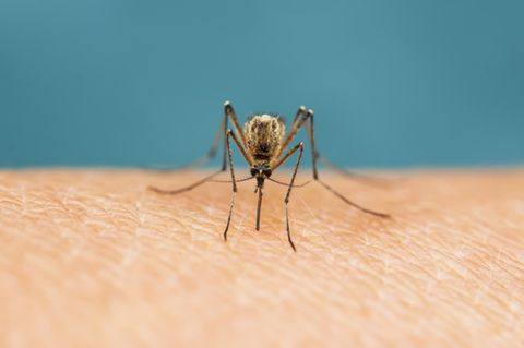 Hausmittel gegen Mücken sollen die Haut schützen