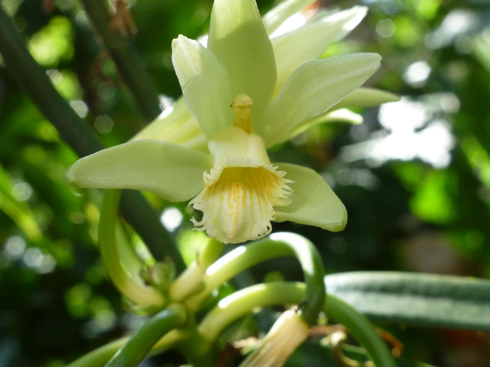 Ecuador: Blüte einer Vanillepflanze Ecuador: Blüte einer Vanillepflanze