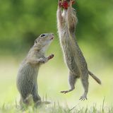 Ziesel mit Brombeere