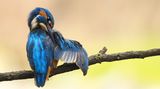 Eisvogel