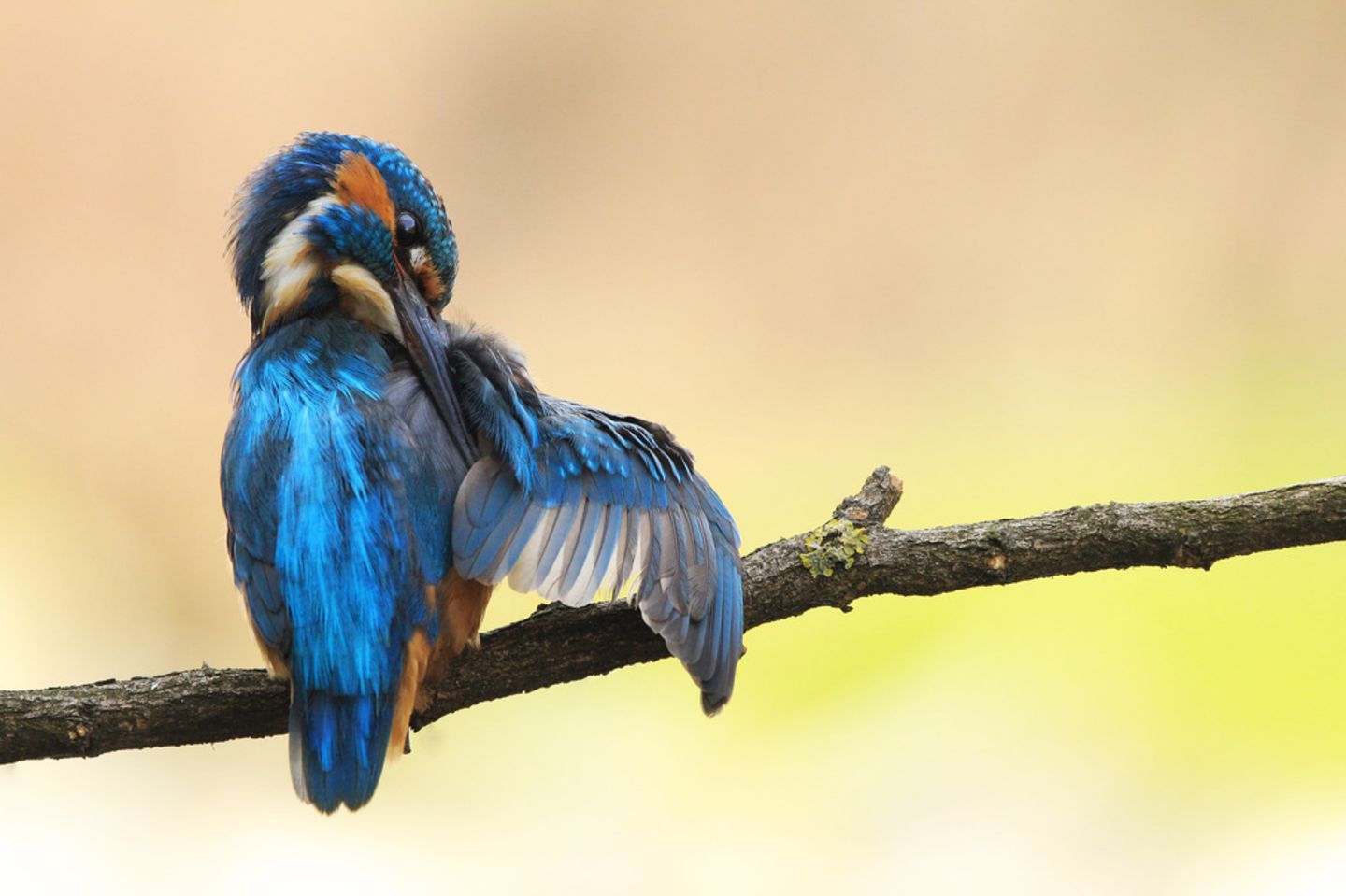 Eisvogel