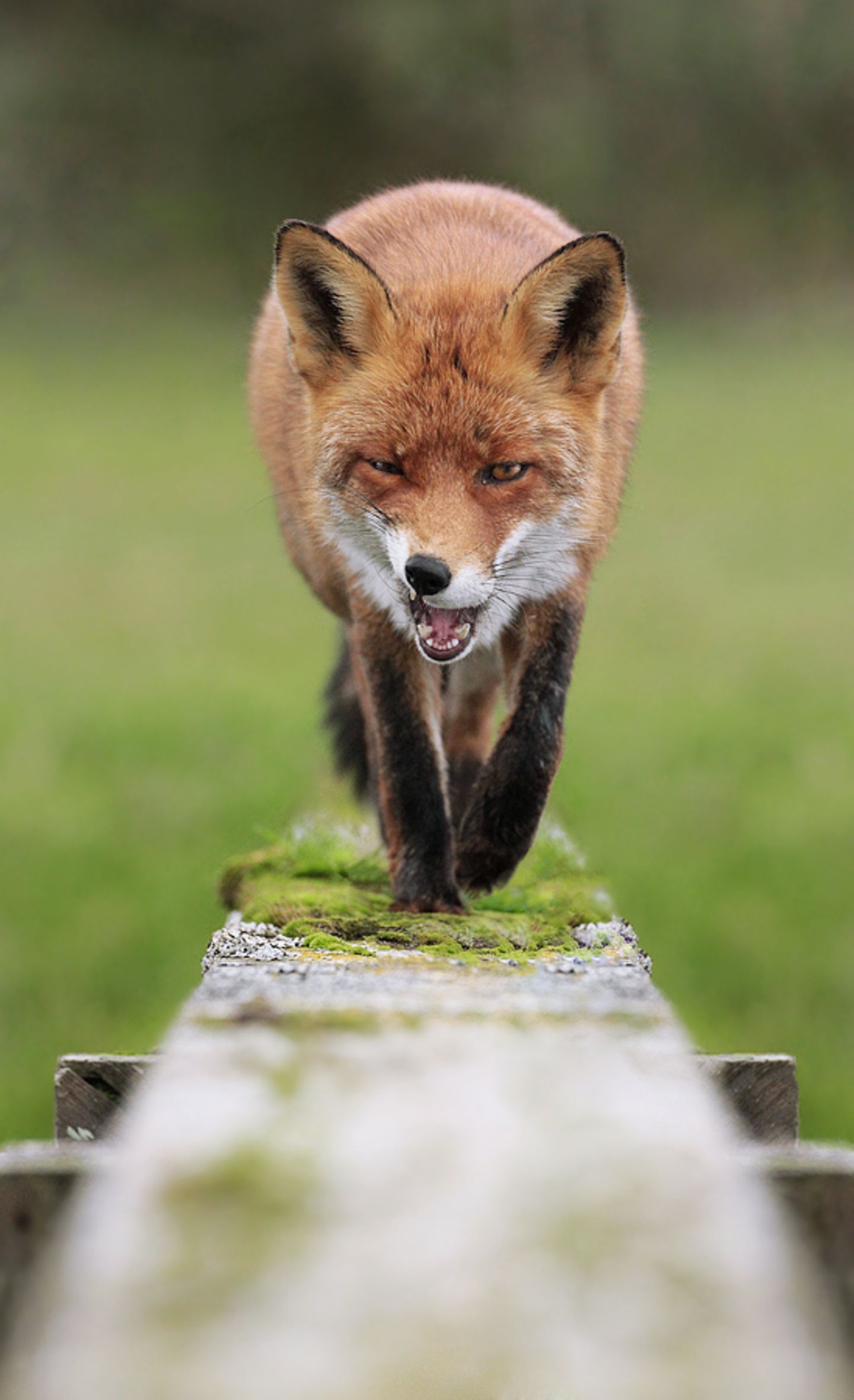 Fuchs