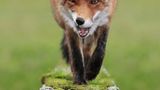 Fuchs