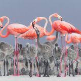 ALEJANDRO PRIETO ROJAS/BPOTY 2017