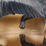 Ahmad Alessa/BPOTY 2017