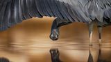 Ahmad Alessa/BPOTY 2017