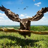 Jamie Hall/BPOTY 2017