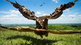 Jamie Hall/BPOTY 2017